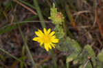 Pineland goldenaster